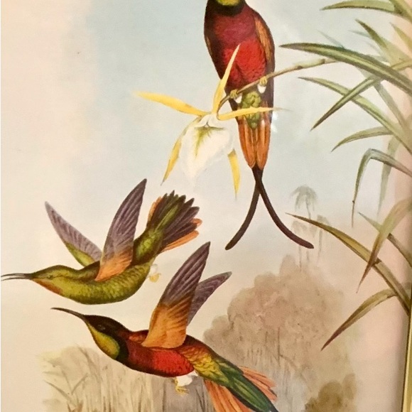 Framed Humming Bird Print Burns Boston Frame Burlwood 4 x 7 picture Heritage - Picture 4 of 9